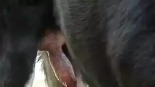 سكس كلاب موقع سكس