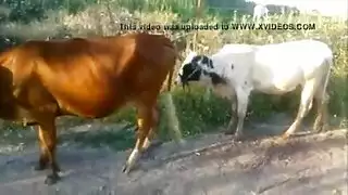 جنس وحوش الحظيرة: فيديو حيواني xxx